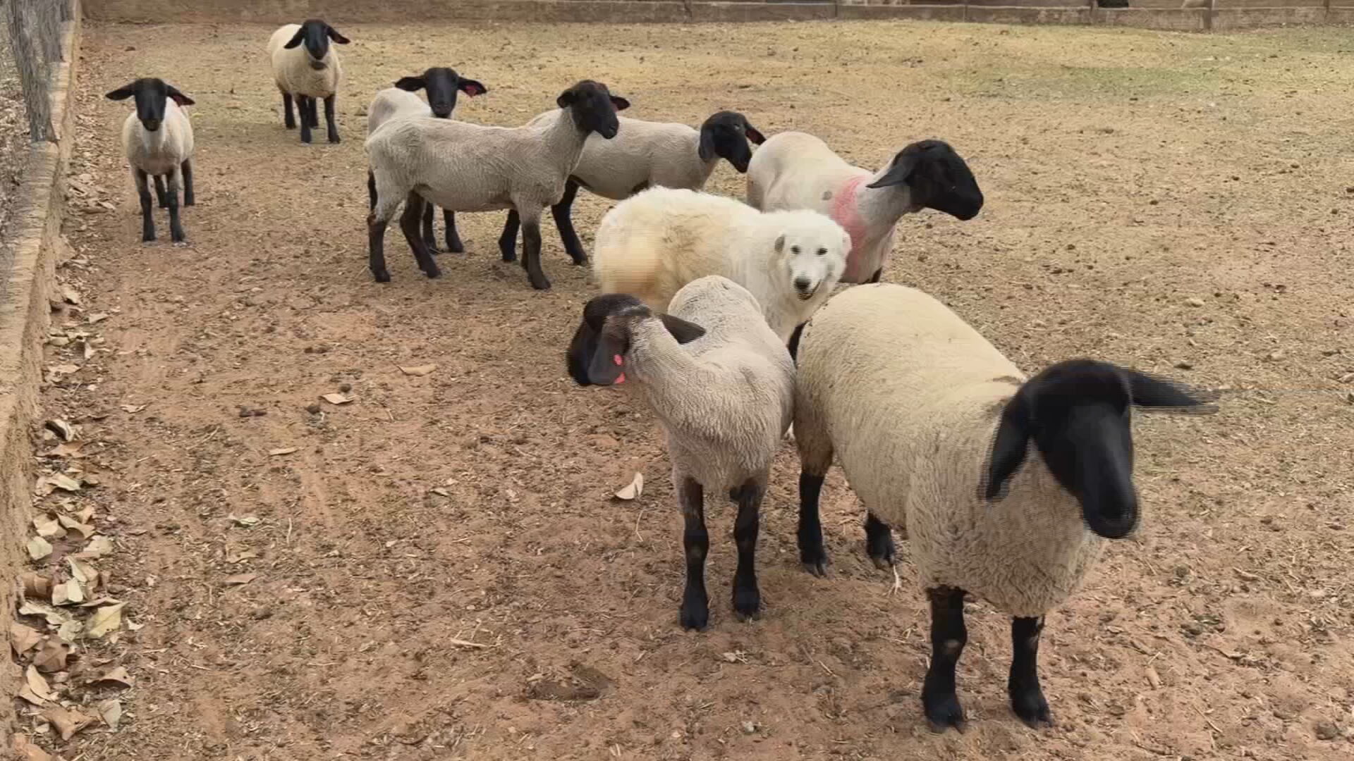 bau-tosquia-calor-101025-frame-4714