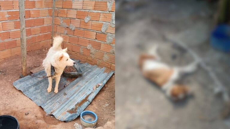 cachorros-vitimas-de-maus-tratos-no-bairro-candides-em-divinopolis-23-10-2025