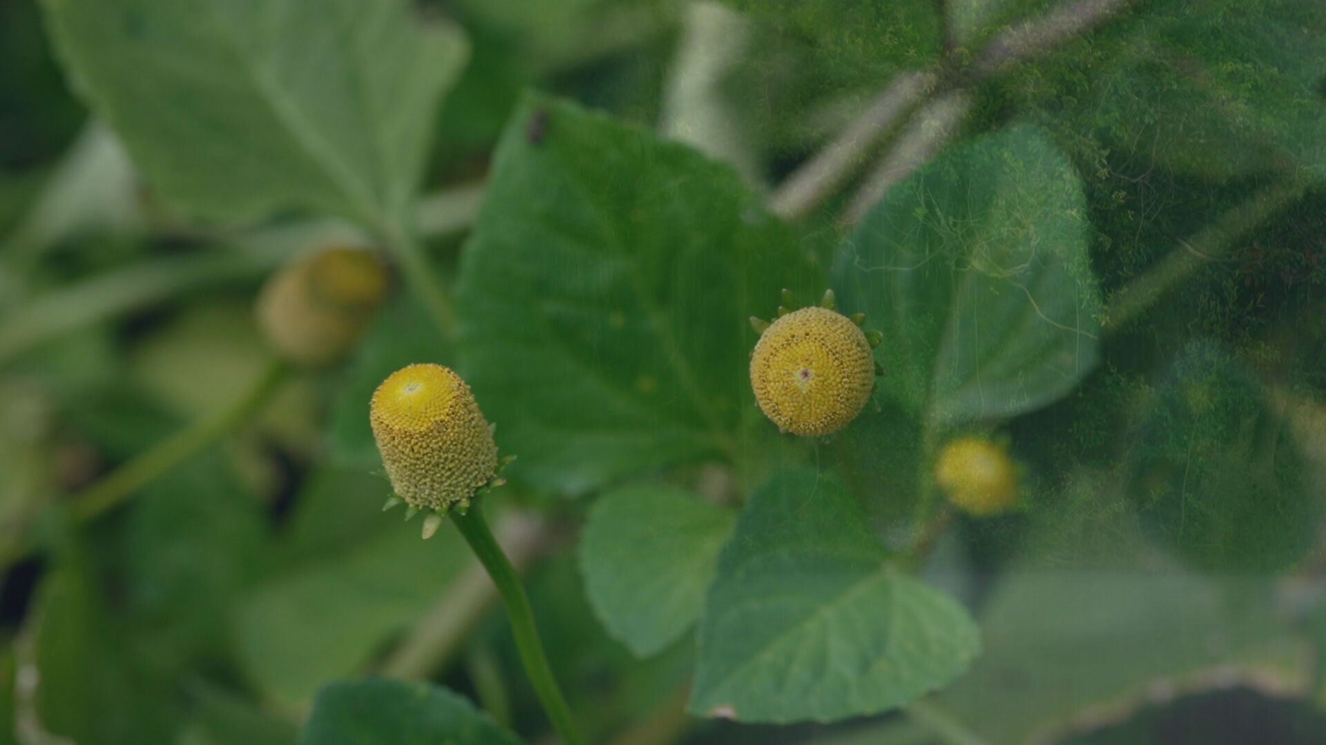 jambu01-frame-5522