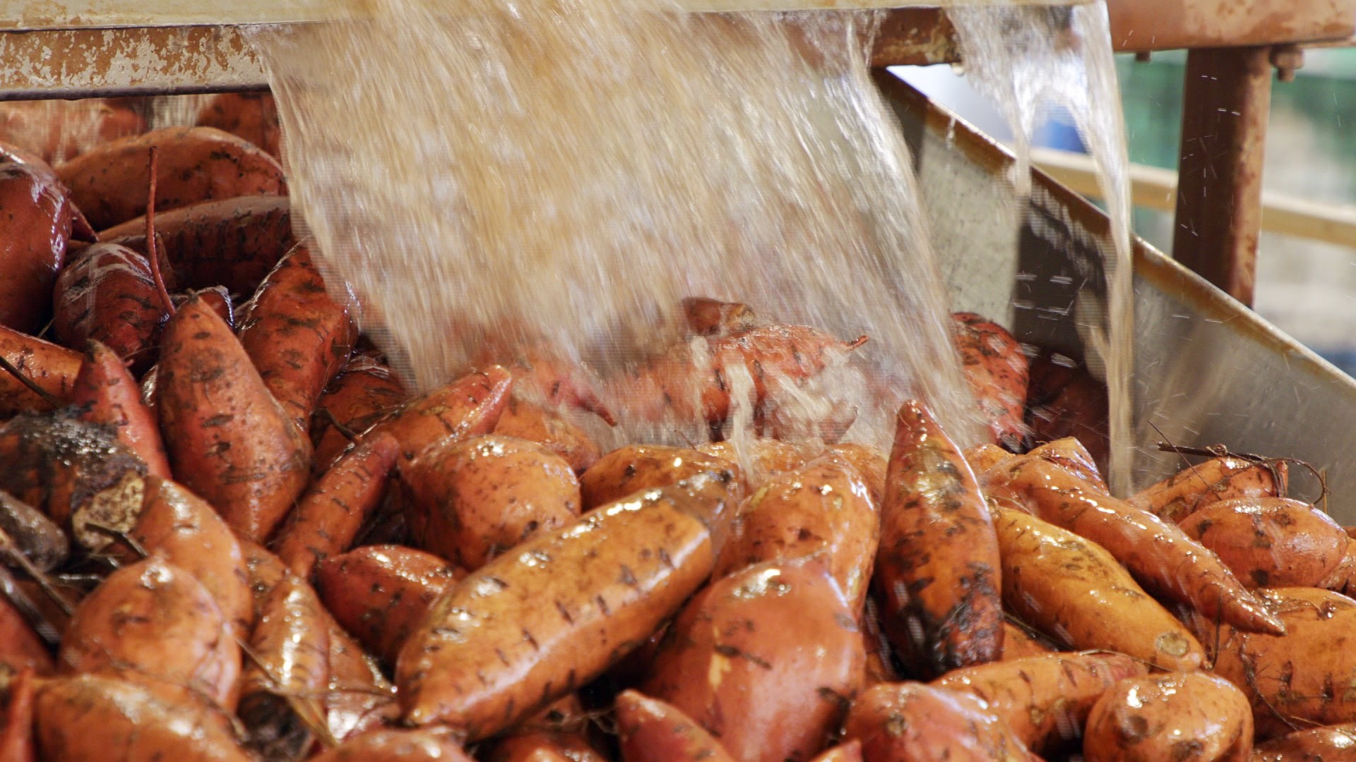 batata-doce-frame-149