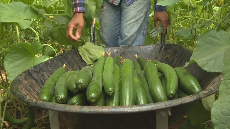 bau-pepino-colheita-311025-frame-4945