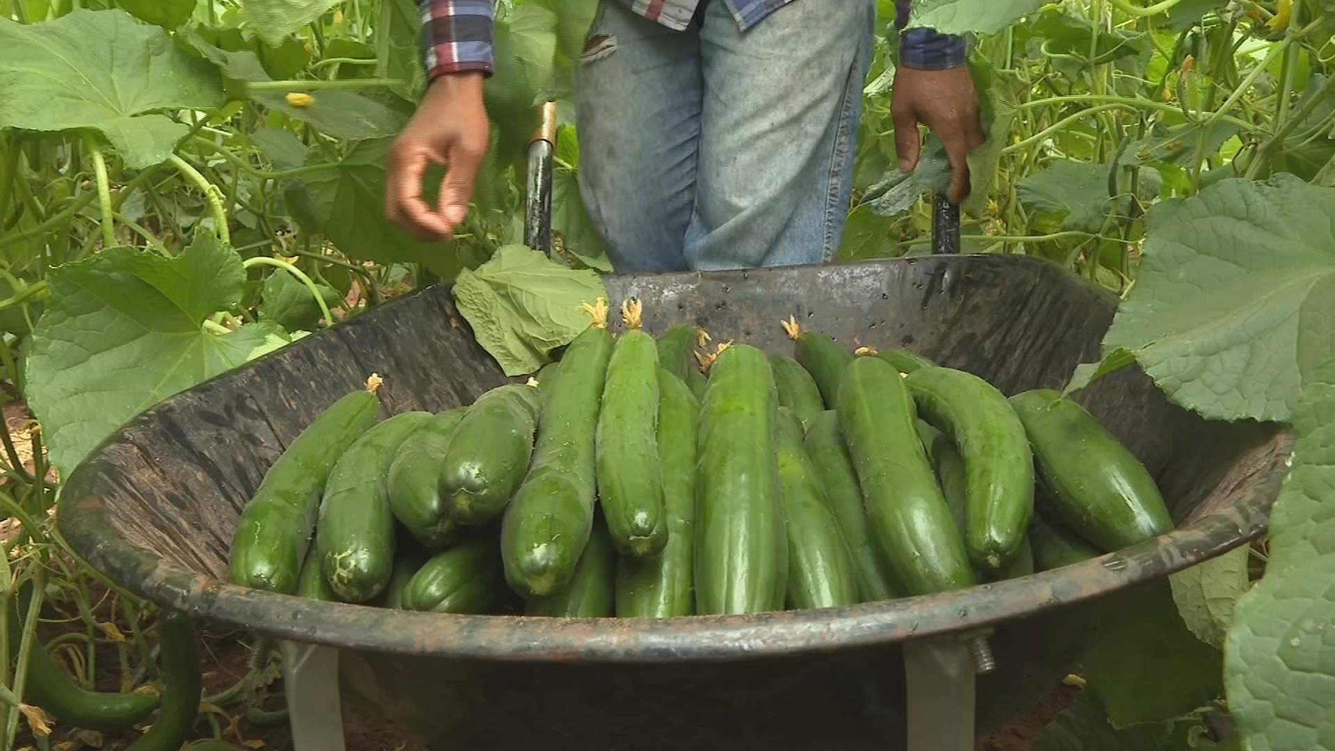 bau-pepino-colheita-311025-frame-4945