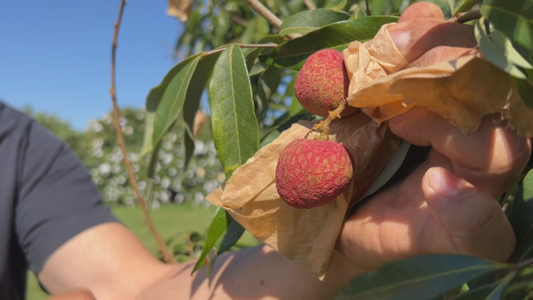 design-sem-nome-2025-11-04t102807047