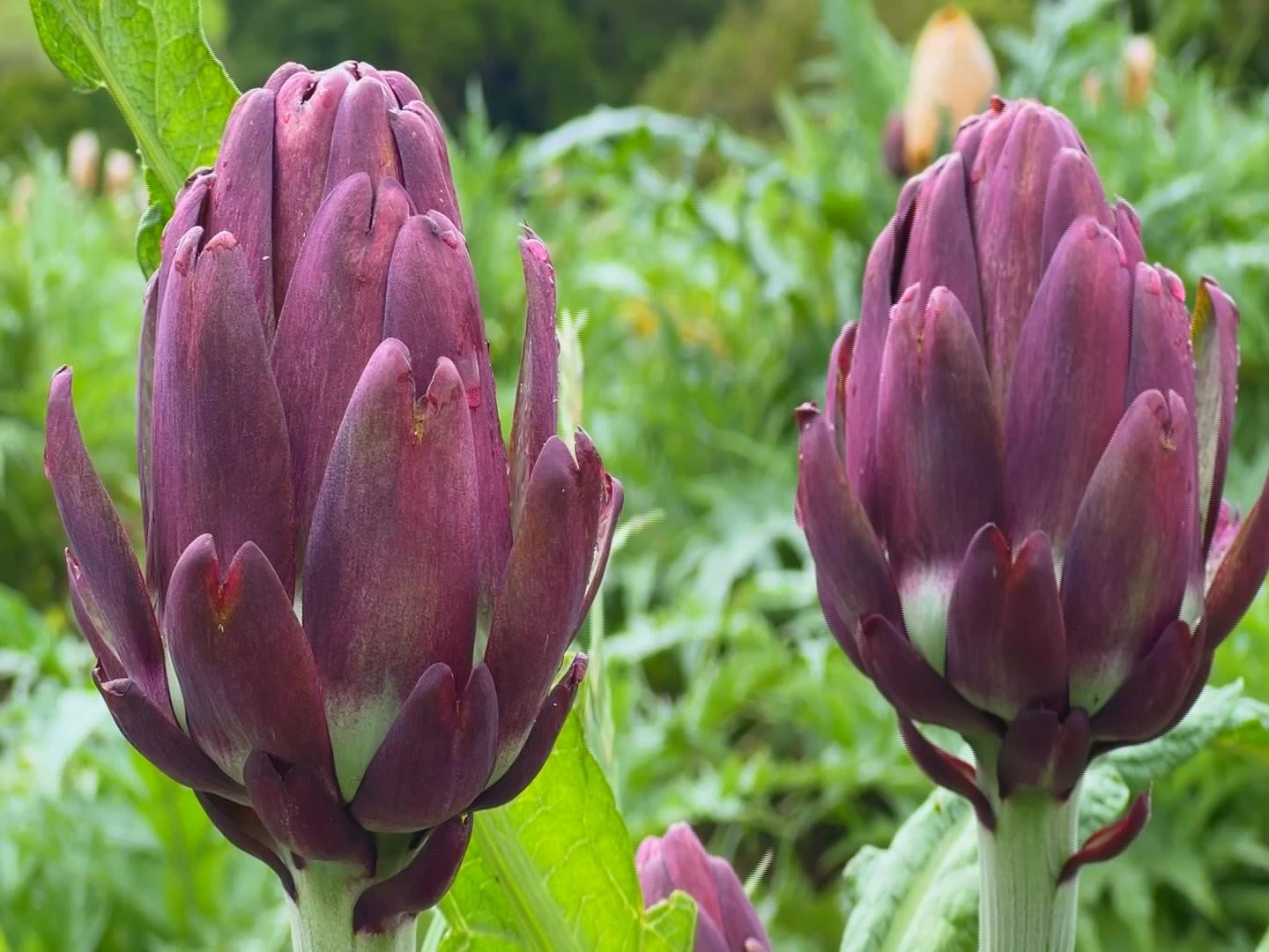 nc-alcachofra-inova-0211254