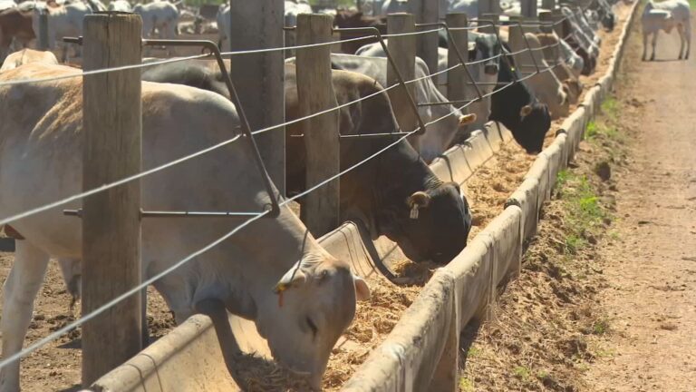 bau-raios-campo-011225-frame-6387