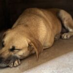 cachorro-a-espera-de-adocao-no-centro-de-acolhimento-transitorio-e-adocao-cata-em-divinopolis-2025-5