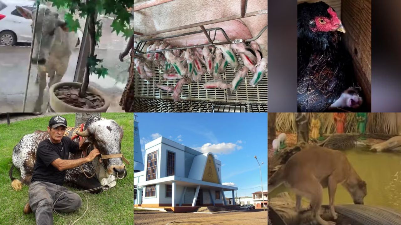 de-boi-tratado-como-pet-a-cachorros-arteiros-em-presepio-bichos-que-roubaram-a-cena-em-2025-no-centro-oeste-de-minas