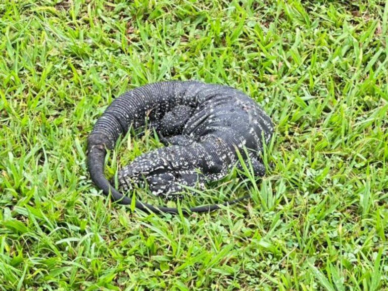 design-sem-nome-2025-12-05t155605454