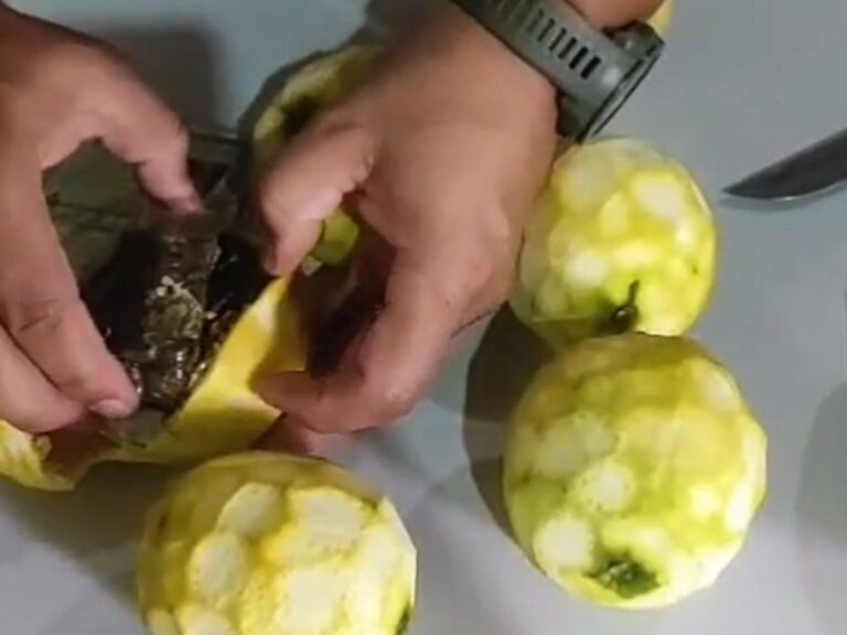 midia-de-distribuicao-g1-2025-12-28t102637973