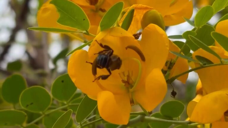 pesquisa-abelha-09-11-2025mp4-snapshot-0157317