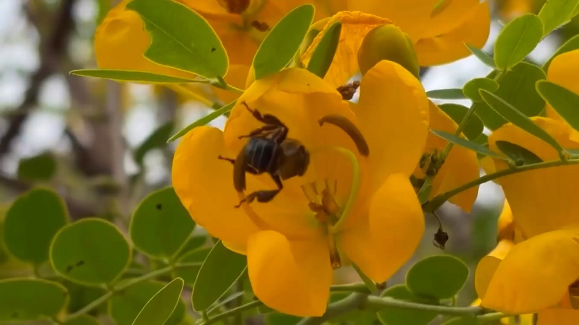 pesquisa-abelha-09-11-2025mp4-snapshot-0157317