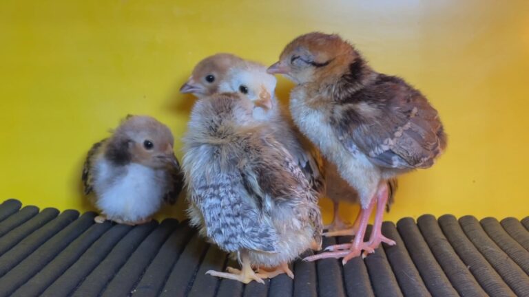 sjp-mini-galinhas-081125-cedtransfer-frame-24113