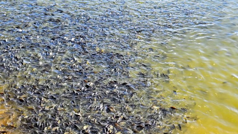 tilapia-morada-nova-de-minas-2