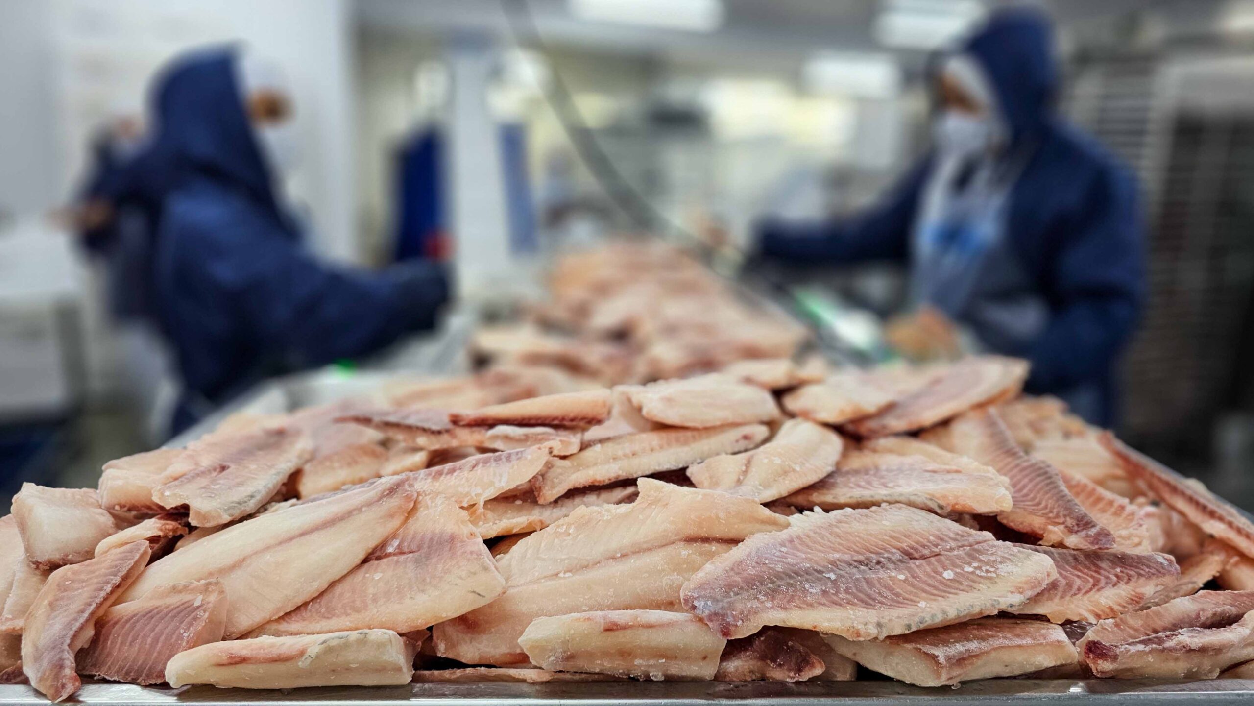 tilapia-morada-nova-de-minas