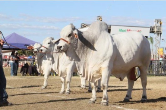 whatsapp-image-2025-12-19-at-160634